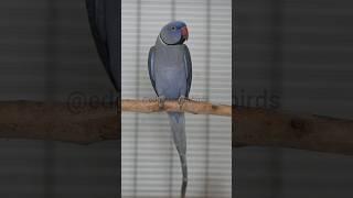 Indian ring neck # Adult male Blue violet DF #parrot #ringneckparrot #indianringneck