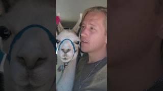 Death Road with Nilo the Llama  #funny #comedy #animals #lol #dangerous #pets #petlover #travel