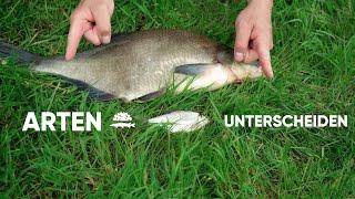 Brasse vs. Güster  Fisch und Grips