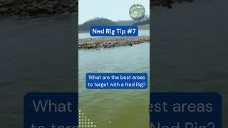 How to Catch Big Fish with the Ned Rig Technique #shorts #bassfishing #fishing