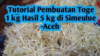 Tutorial cara pembuatan toge 1 kg hasil 5 kg di Simeulue -Aceh