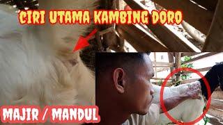 Ciri ciri kambing doro mandulmajerkambing jawarandu#gunrambay