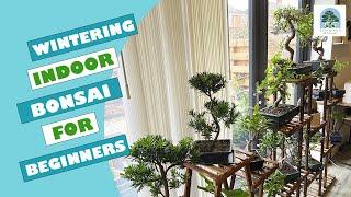 Beginners guide to looking after your Indoor Bonsai over Winter