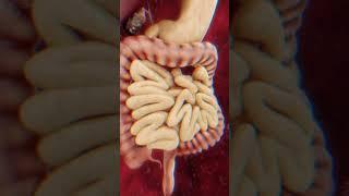 Human digestive system 3d animation  and parts of the human digestive system in 3D