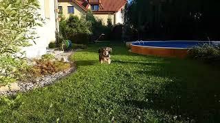 Slow-mo running Dachshund  Drsnosrstý jezevčík běžící ve zpomaleném záběru