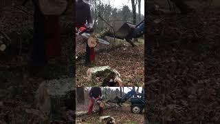 Bucking Red Maple into Firewood Rounds #cuttingfirewood