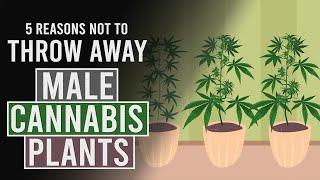 5 Reasons NOT to throw away your Male Cannabis Plants