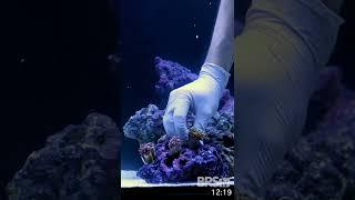 How to set up a coral garden in 30 seconds.  #saltwateraquarium #reeftank #bulkreefsupply #brstv