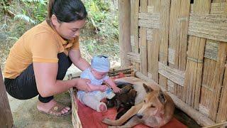 Harvest long beans to sell - make a cage for newborn puppies