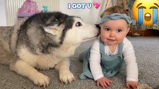 Husky Teaches Baby To Crawl For The First Time. CUTEST VIDEO EVER