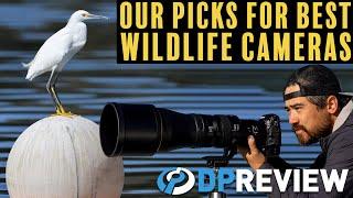 The best cameras for wildlife photography at 3 budgets