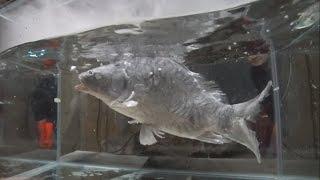 Жидкий азот VS Живая рыба Liquid nitrogen VS Live fish