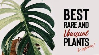 BEST Rare and Unusual Houseplants for BEGINNERS