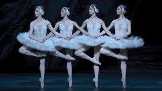 Swan Lake – Dance of the cygnets The Royal Ballet