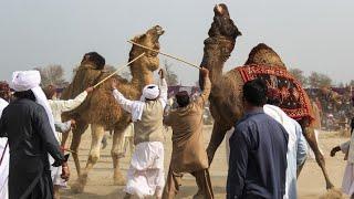 Camel fight in dangle pakistan