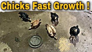 Aseel Chicks Fast Growth Tips  Aseel Chicks Growth Feed