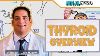 Endocrinology  Thyroid Overview