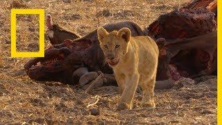 حيوانات أفريقيا المفترسة أخوة السلاح  ناشونال جيوغرافيك أبوظبي