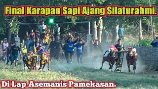 Final Karapan Sapi Ajang Silaturahmi Di Lap Asemanis Pamekasan.