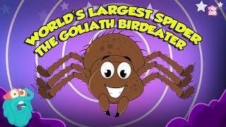 Largest Tarantula Spider in the World - The Goliath Birdeater  The Biggest Spider  Dr. Binocs Show