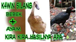 ayam blesteran bebek kawin silang