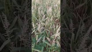 Barnyard millet complete eating by birds