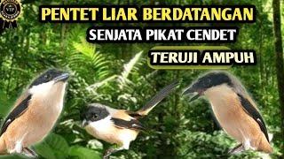 Pikat cendet liar paling ampuh untuk memancing pentet di alam liar yang susah turun