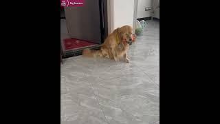 Golden Retriever left delicious food for his children and his wife and ate carrots by himself