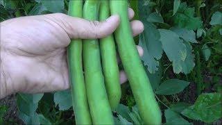 HOW TO GROW BROAD BEANS FROM START TO FINISH FAVA BEANS  #gardeninguk #homesteading  #homestead