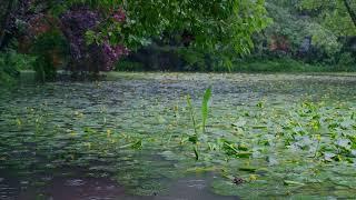 The beautiful little lake is raining179  sleep relax meditate study work ASMR