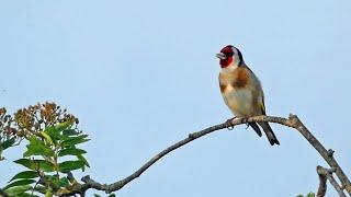 Goldfinch Singing