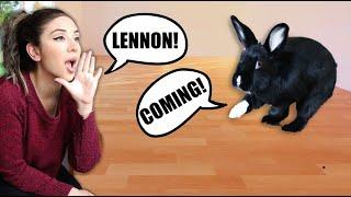 Teach Your Rabbit to Come When Called & Other Commands