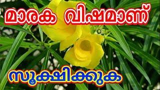 manja arali മഞ്ഞ അരളി