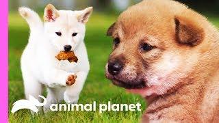 Mischievous Shiba Inu Pup Gets Her Sisters In On The Fun  Too Cute