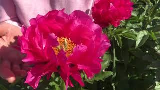 Paula Fay peony. Паула фей пион. Пулков сад