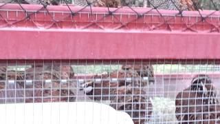 Georgia Giant Bobwhite Calling from their grow out pen