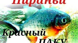 Пираньи.Аквариумные Рыбки.Красный паку.