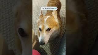 Corgi Needs Attention Pronto