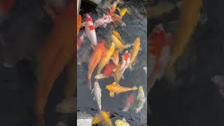 Ngắm cá chép Koi #koi #koifish #xuhuong #cakoinhat #cakoidep #cakentv1719 #gardening #nature #plants