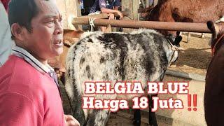 BELGIA BLUE HARGA 18 JUTA‼️Review Harga Pedetan Betina di Pasar Siyonoharjo Gunungkidul‼️