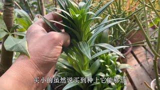 百合不开花？不是你“技术”不行，是你没么明白这几点，下次改正