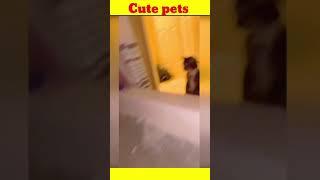 Cutes pets dogs and cats #shorts #tiktok