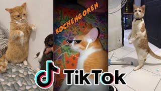 Kucing Lucu Main Tik Tok Bikin Ketawa Ngakak  Funny Cats and Kittens Meowing