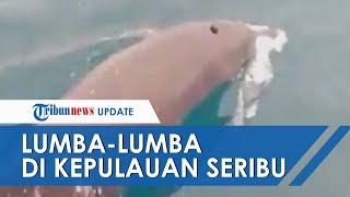 Viral Video Lumba-lumba di Pulau Pramuka Ahli Sebut sebagai Pertanda Baik