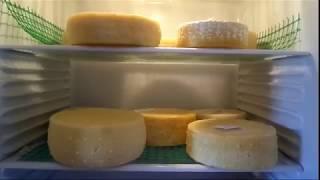 Качотта Fresco  Как сделать сыр в домашних условиях  Ольга Елисеева