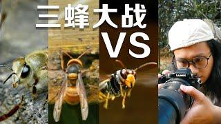 野生动物摄影师拍摄蜜蜂VS胡蜂｜昆虫打架 微距摄影 insect macro photography、 insect fight