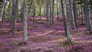 Beautiful heather blossom early in the morning - FPV drone