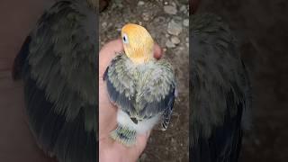 Bpe draq viopf #remix #lovebirds #djguru #cutebirds #birdbeauty #shortvideo #viralshorts #dumes