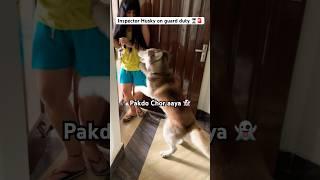 Are huskies guard dogs‍️ #husky #funny #shorts #trendingshorts #dog