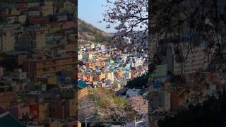 Discover GAMCHEON CULTURE VILLAGE  the rainbow village of South Korea  #busan #southkorea